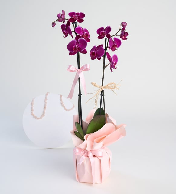 Double Purple Orchid in White Concrete Pot